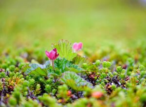 クラウドソーシングの比較で知っておくべきポイントは？