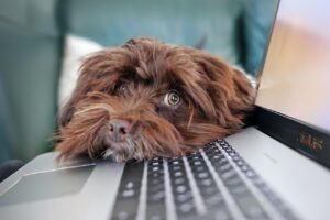 精神的に楽な在宅仕事にはどんな種類がある？